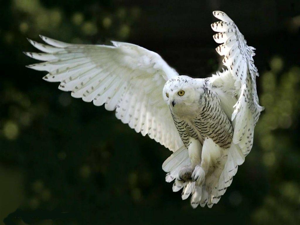 1030x770 White Owl Widescreen Wallpaper Wallpaper Inn, Desktop