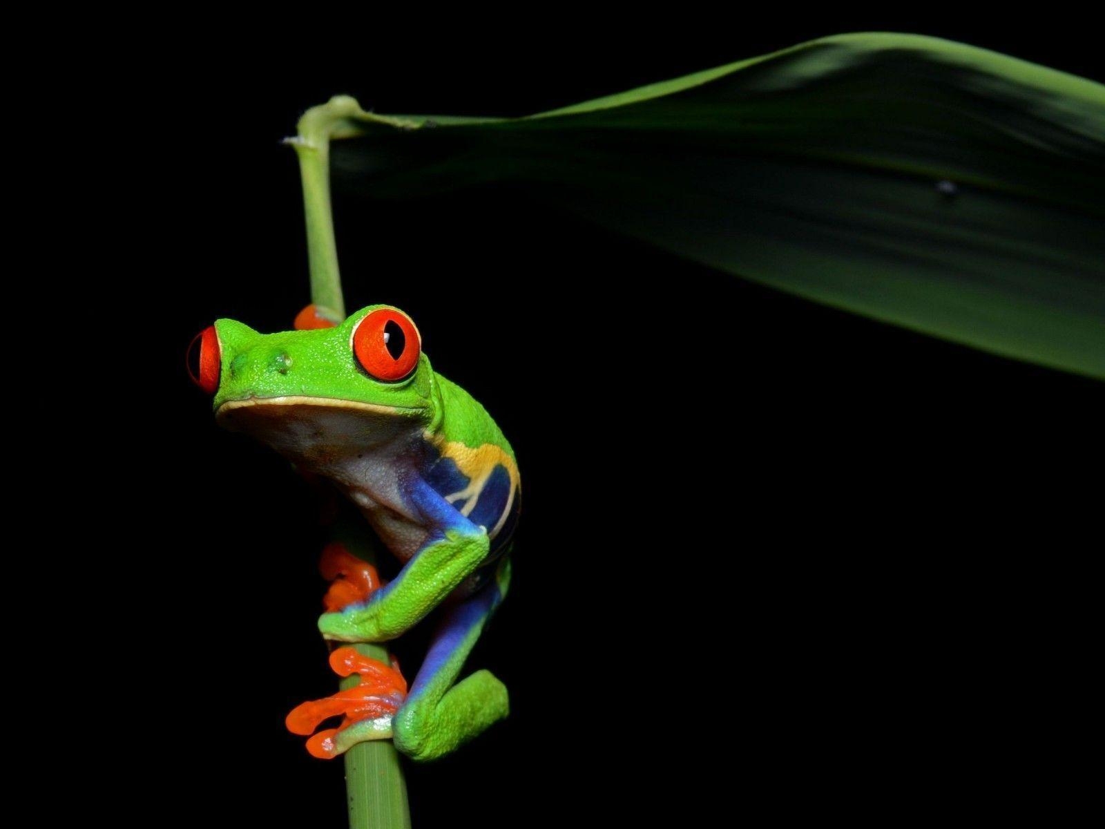 1600x1200 image For > Tree Frog Wallpaper, Desktop