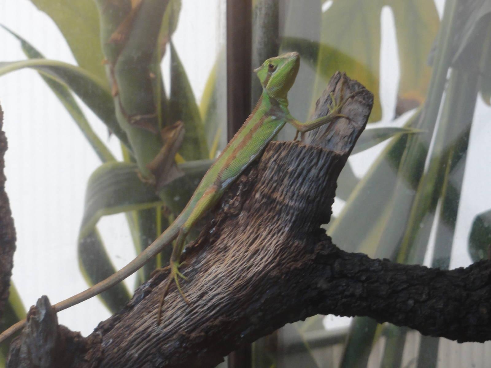 1600x1200 Serrated casquehead iguana (Laemanctus serratus), Desktop