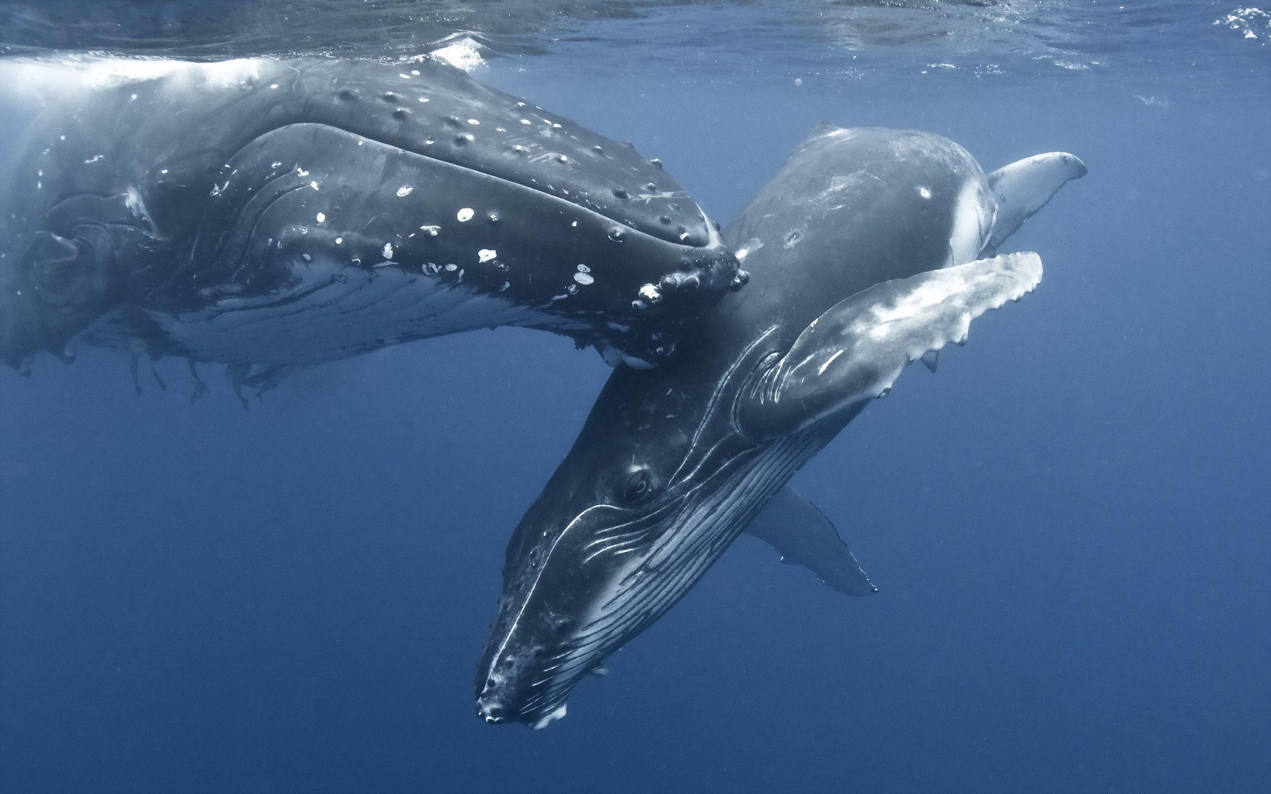 2560x1600 Humpback Whale Mother And Baby, HD Wallpaper & background, Desktop