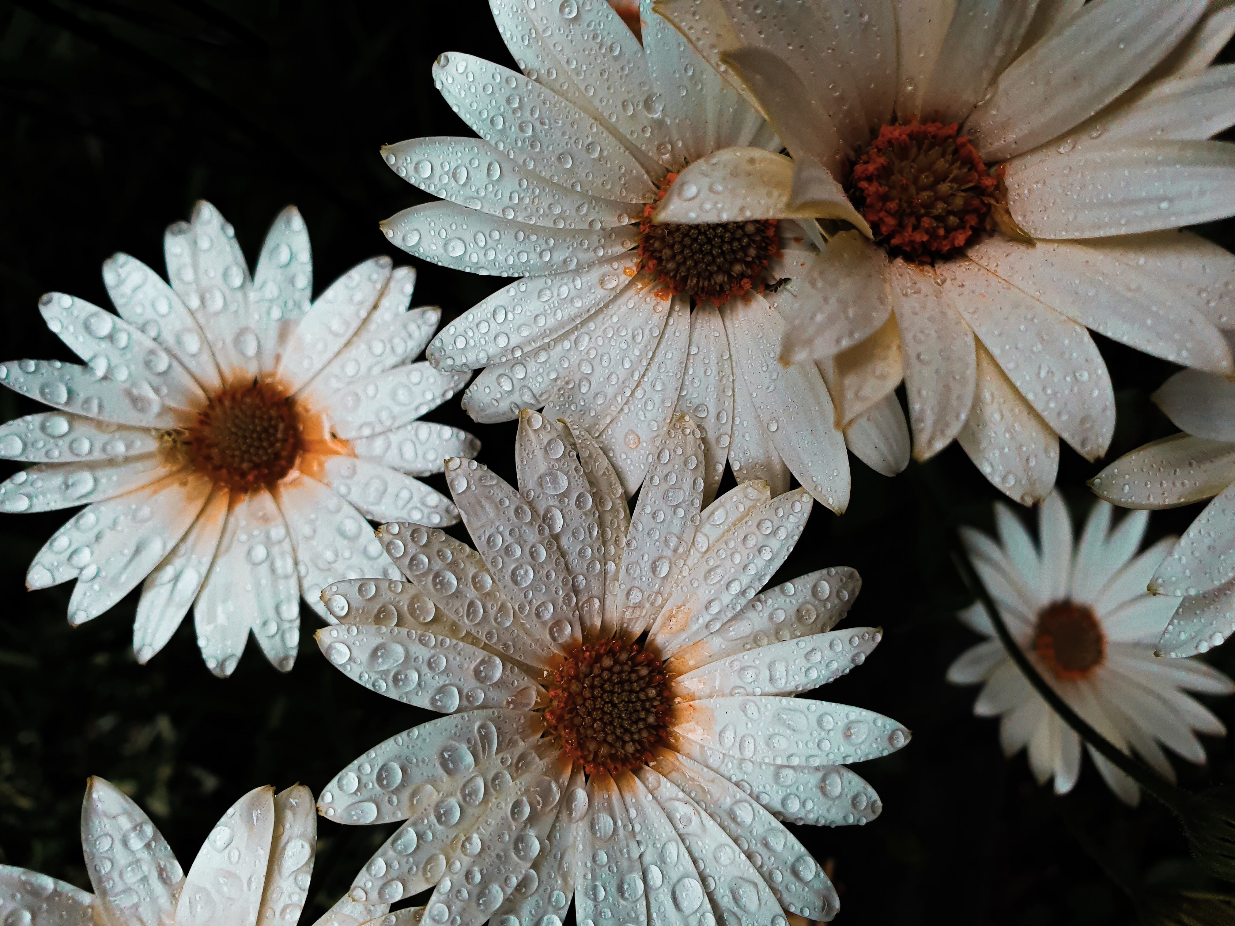 4040x3030 Daisy flowers Wallpaper 4K, White flowers, Dew Drops, Water drops, Flowers, Desktop