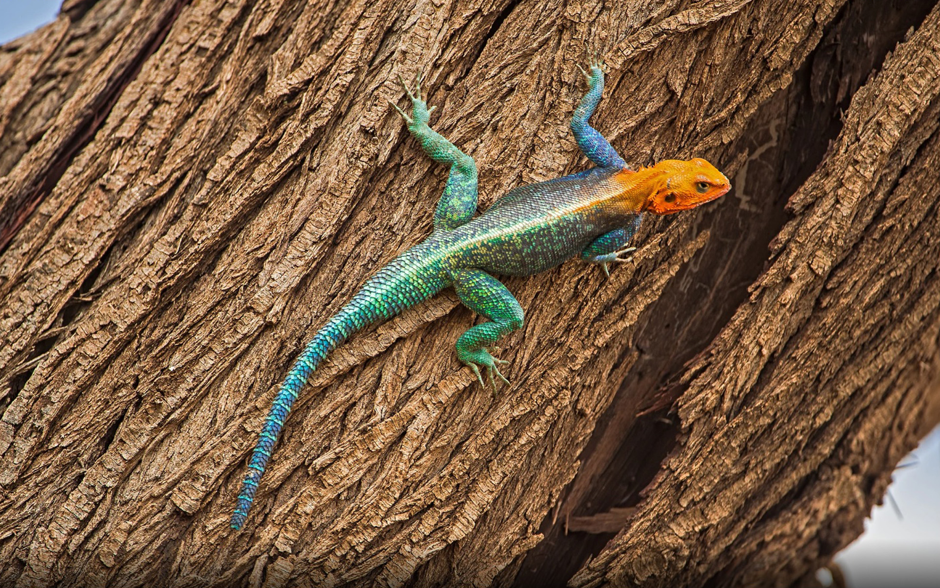 1920x1200 Agama Lizard On Tree In East Africa Lizard With Red Head, Desktop