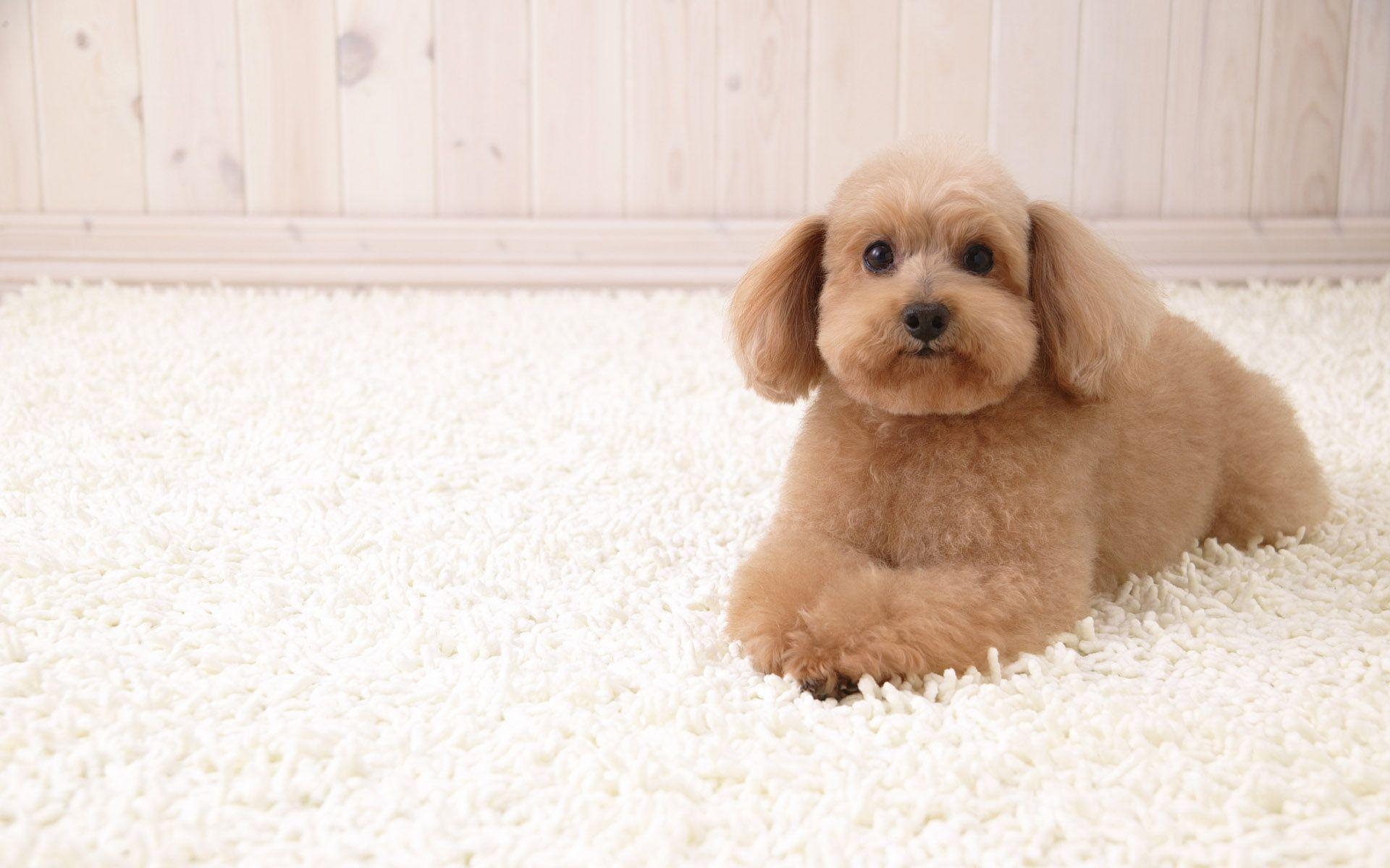 1920x1200 Apricot Toy Poodle desktop wallpaper, Desktop