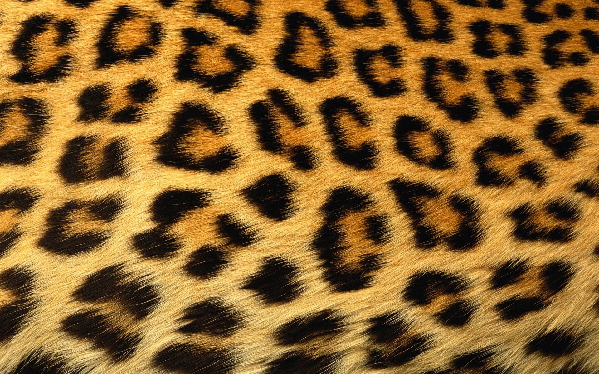 1920x1200 Cheetah Print Wallpaper Free Cheetah Print Background, Desktop