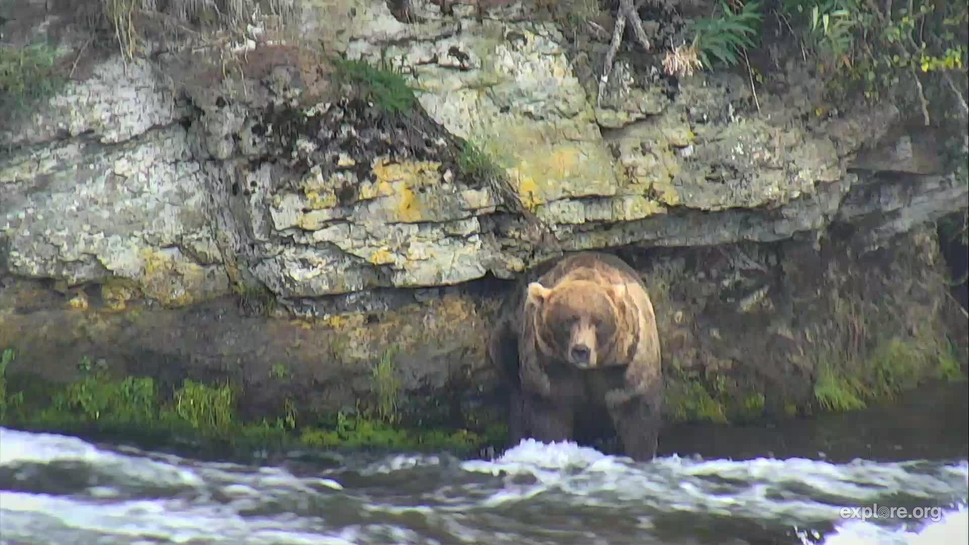 1920x1080 I'm watching #bearcam on explore.org, streaming live from Katmai, Desktop