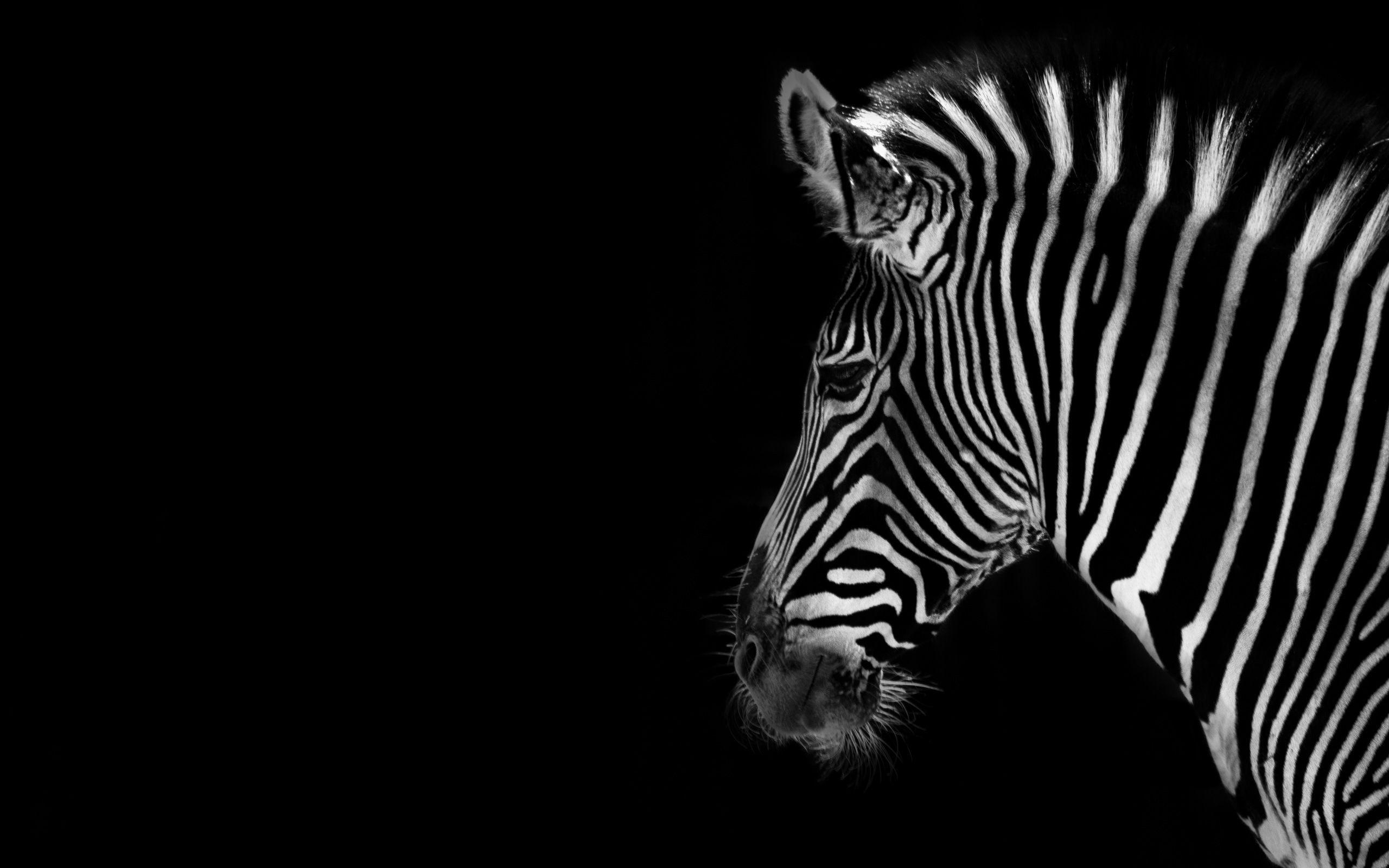 2560x1600 Wallpaper Zebra, Desktop