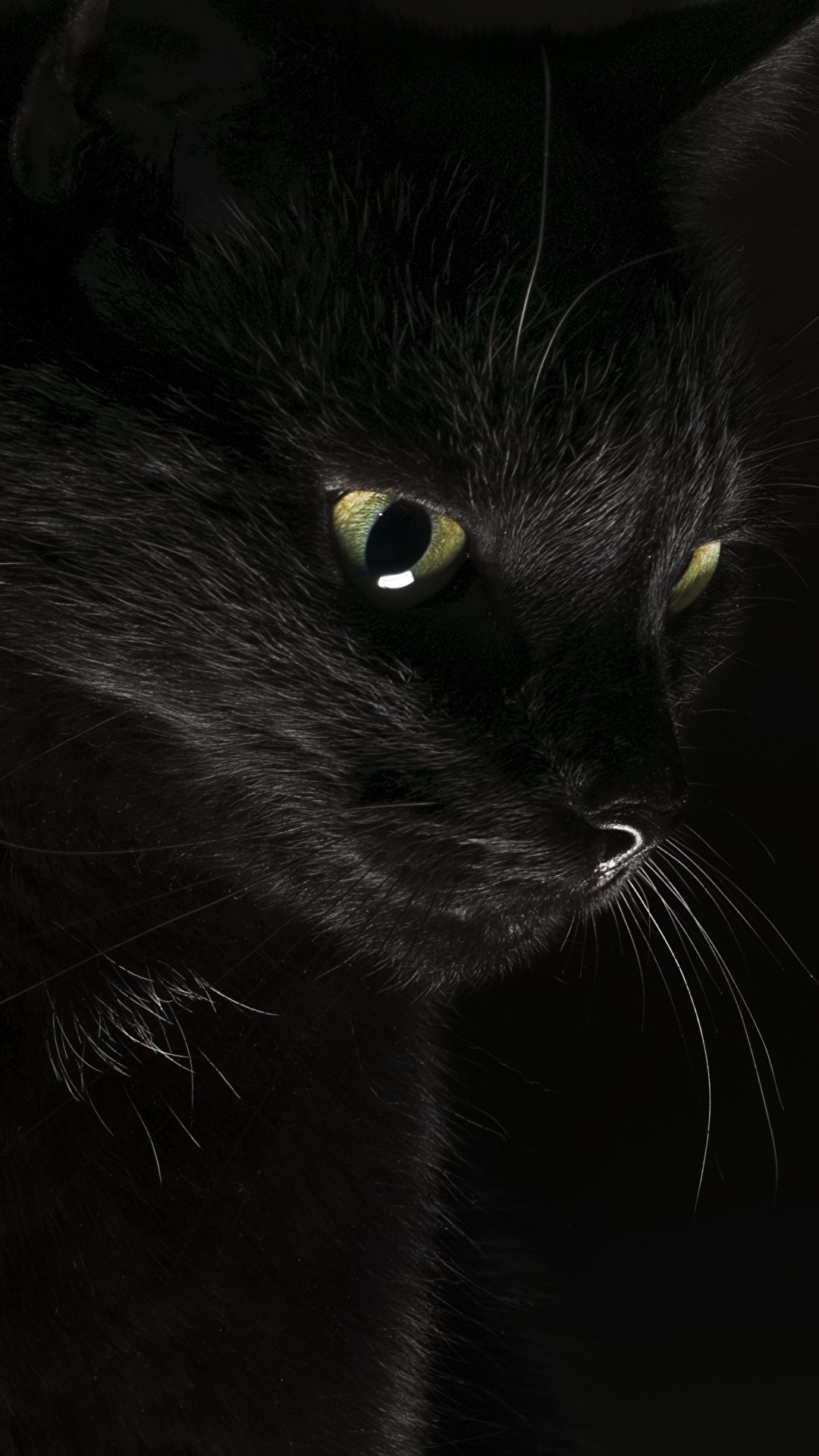 1080x1920 Picture Cats Black Animals Black background, Phone