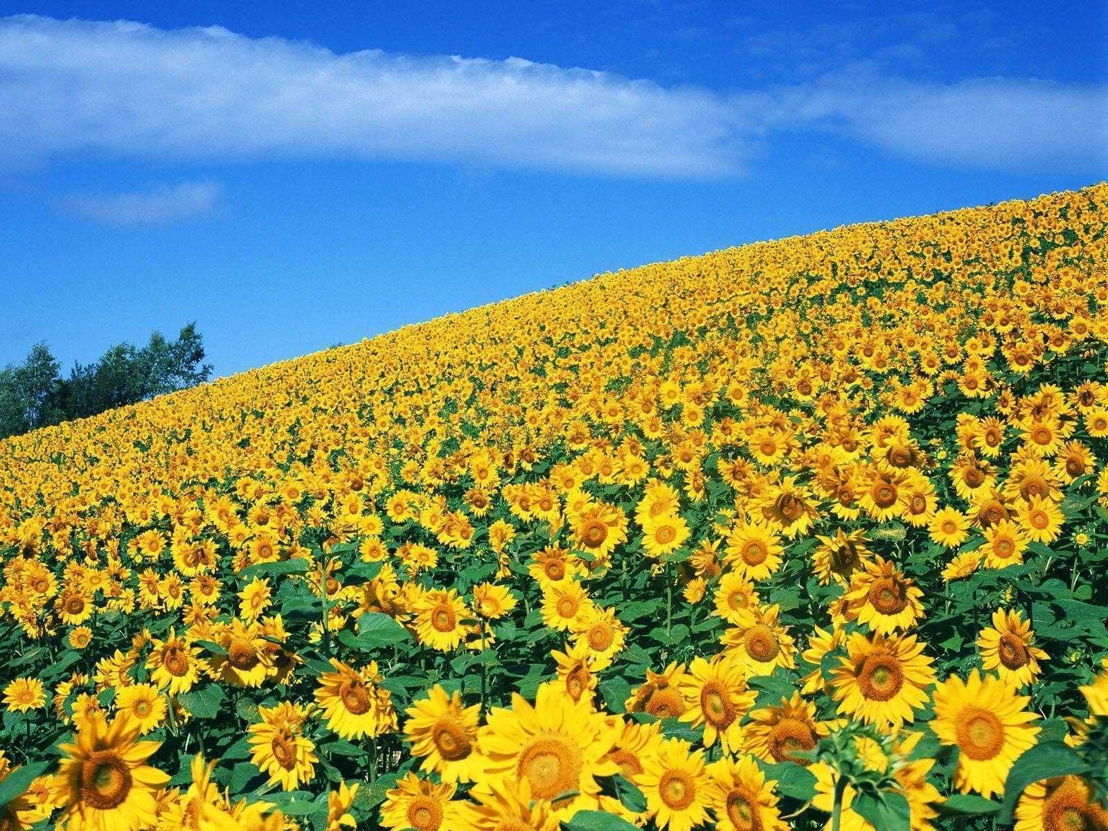 1600x1200 Sunflower Wallpaper 16055  px HDWallSource, Desktop