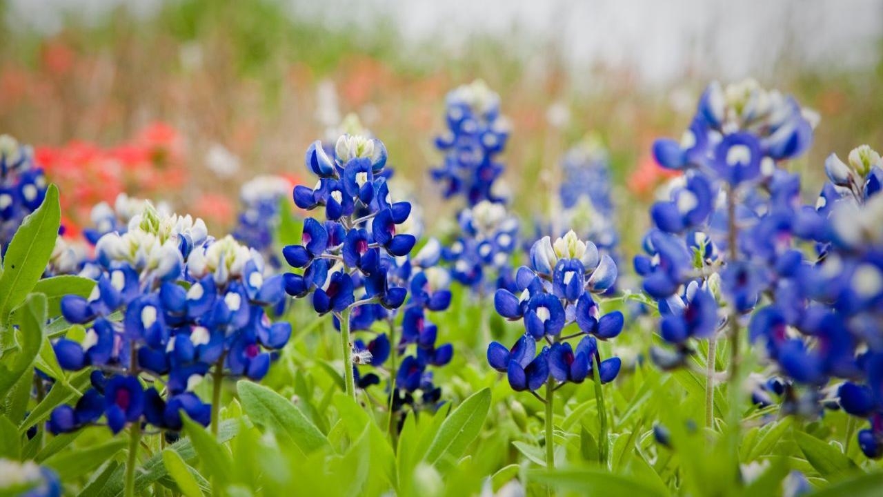 1280x720 Texas Bluebonnets Wallpaper 21 X 853, Desktop