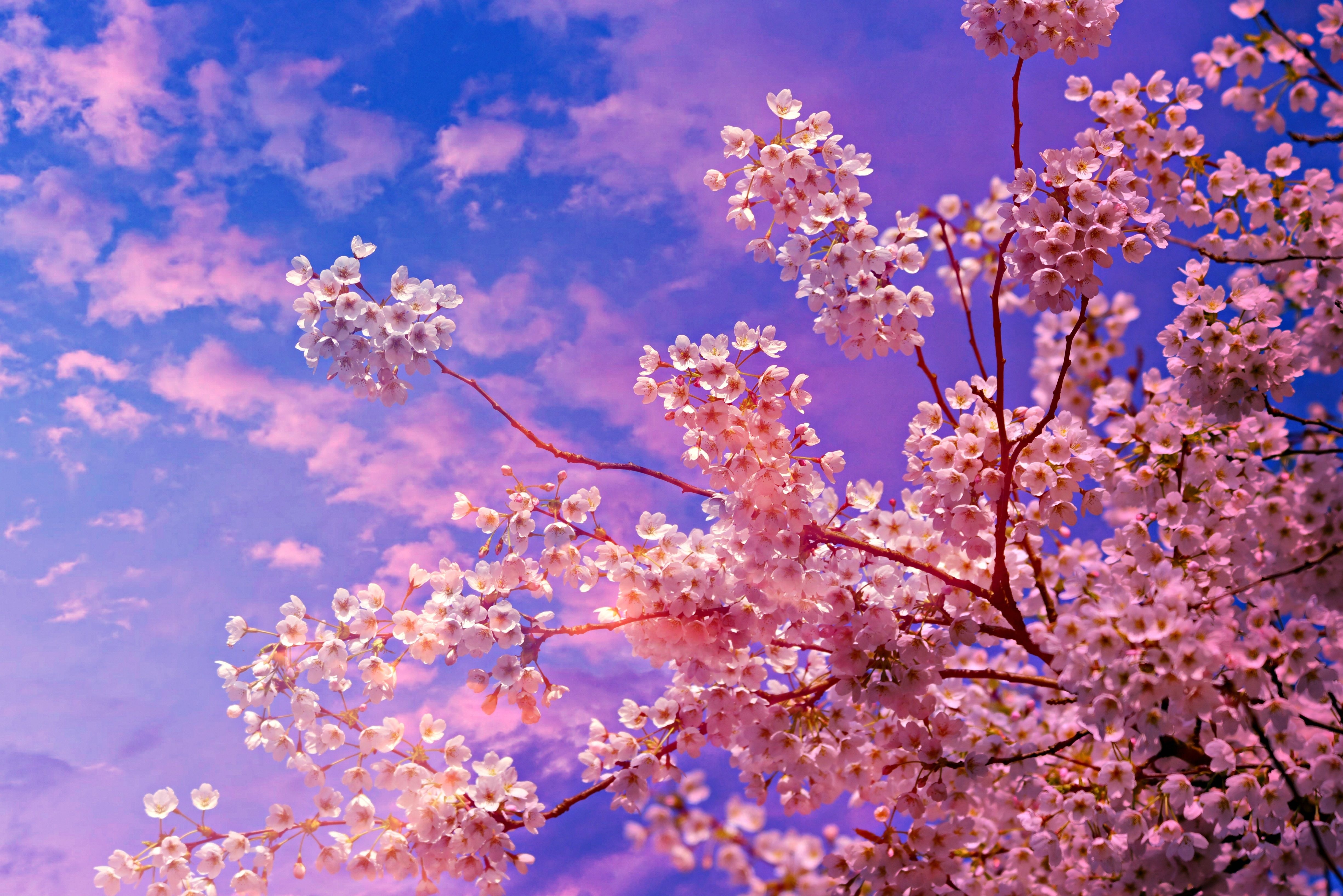 4900x3280 Cherry Blossom Tree 4k 5k, HD Nature, 4k Wallpaper, Image, Background, Photo and Picture, Desktop