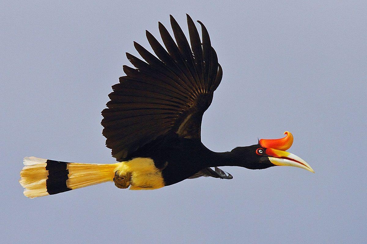 1200x800 Rhinoceros Hornbill Malaysia National Bird (1200×800). Funny, Desktop