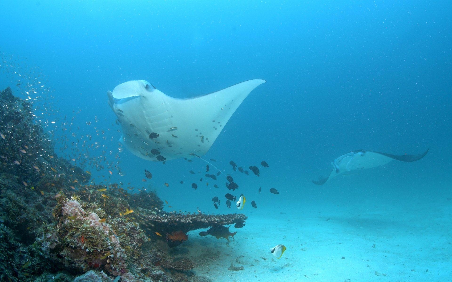 1920x1200 Red Sea Stingray wallpaper and image, picture, photo, Desktop