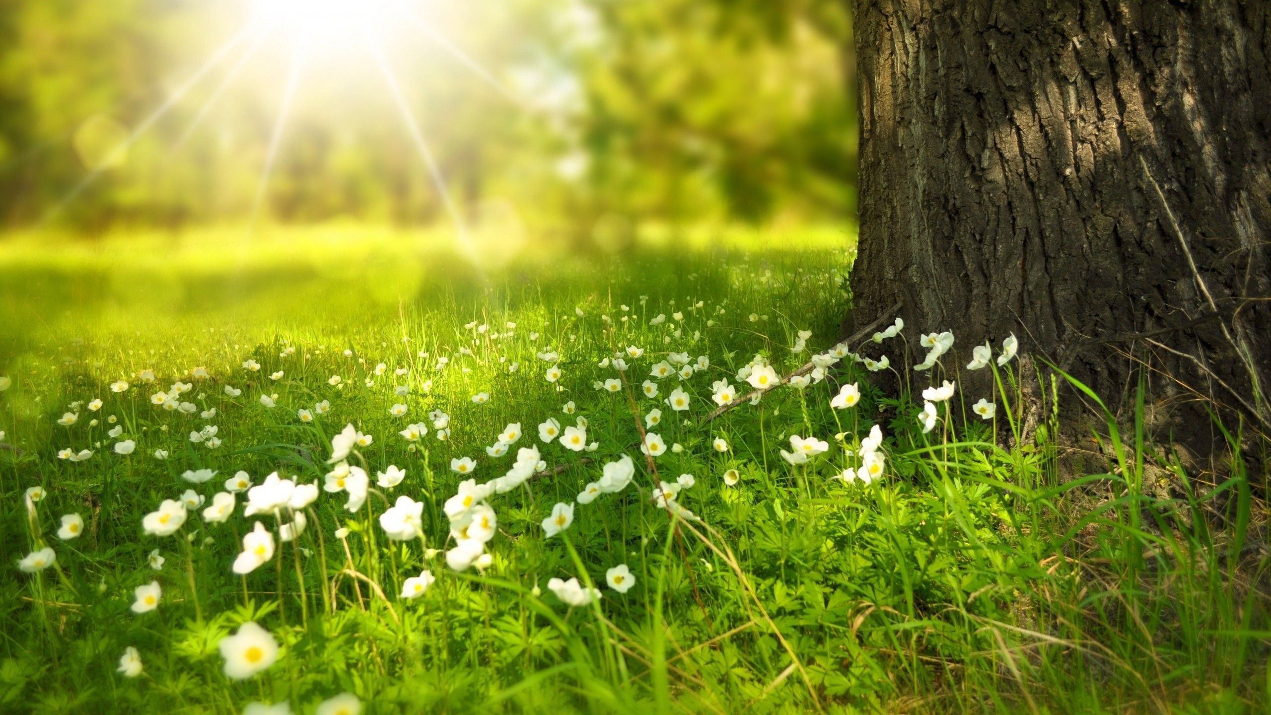 2560x1440 Free download Screen Desktop Spring Wallpaper HD Download High, Desktop