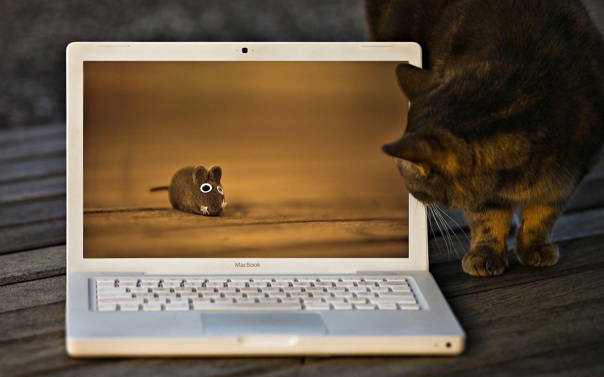 1920x1200 Funny Cat And Laptop (id: 21201), Desktop