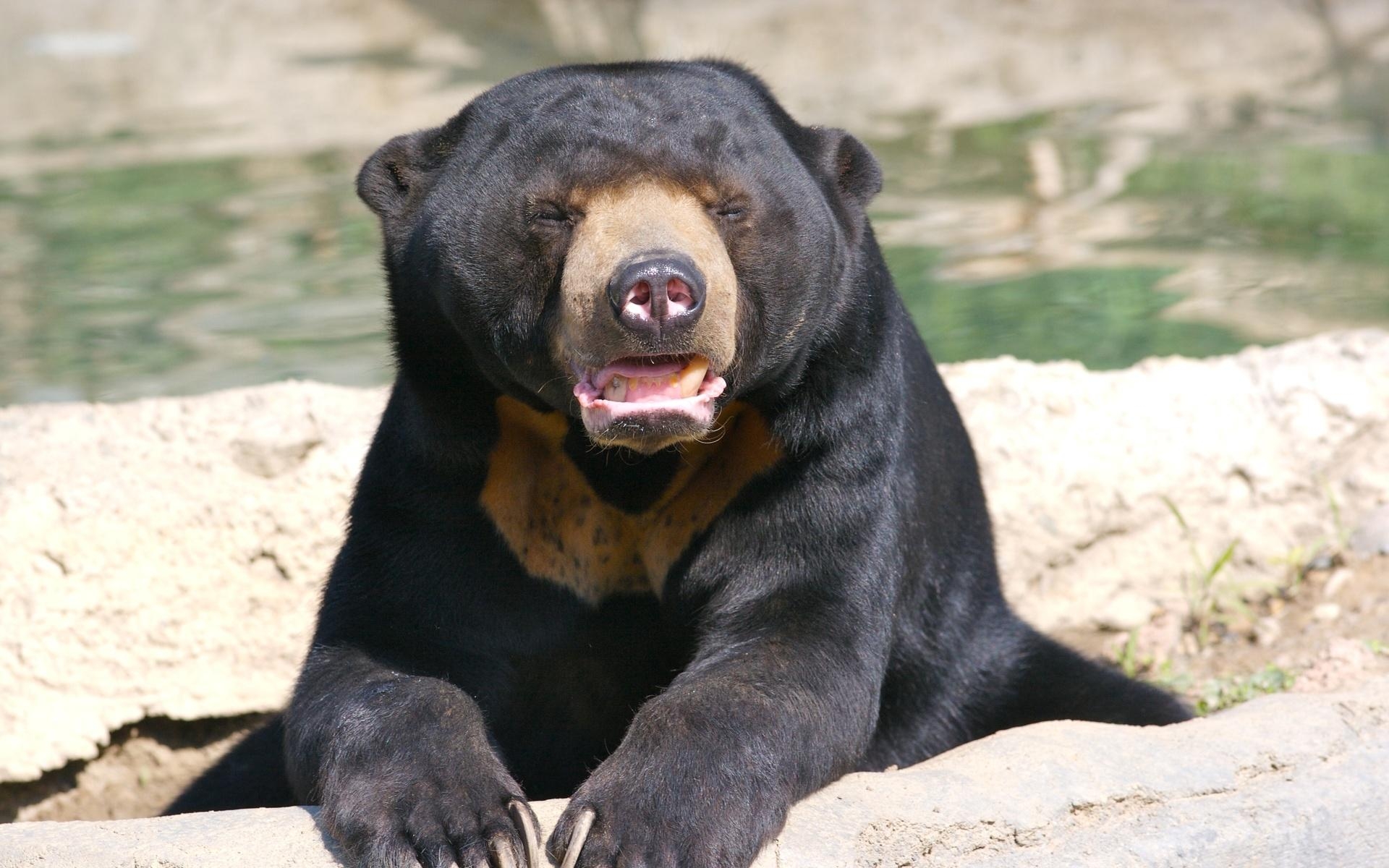 1920x1200 Sun Bear HD Wallpaper, Desktop