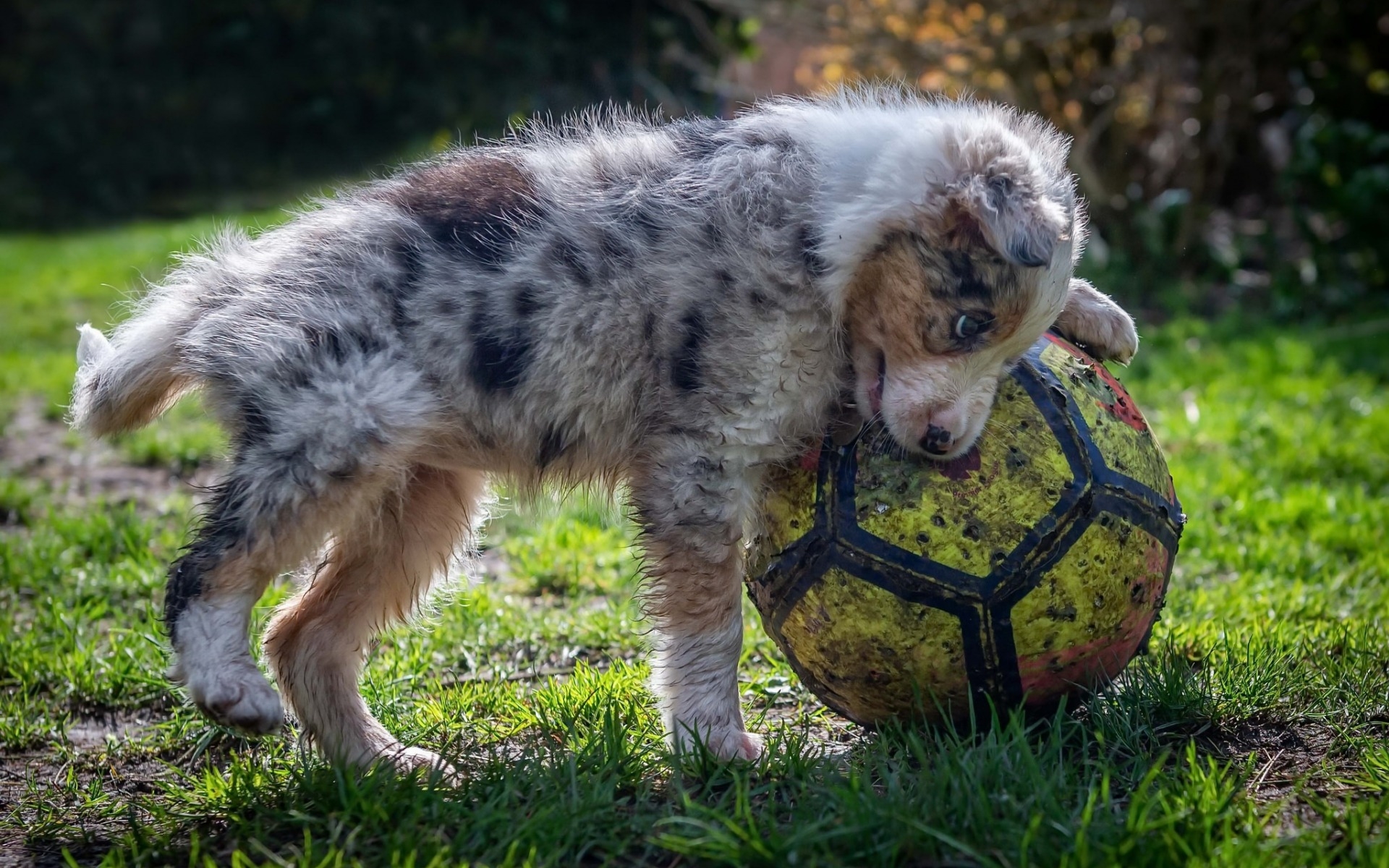 1920x1200 Download wallpaper Australian Shepherd, tired puppy, soccer ball, cute soccer player, small dogs, pets, Aussie for desktop with resolution. High Quality HD picture wallpaper, Desktop