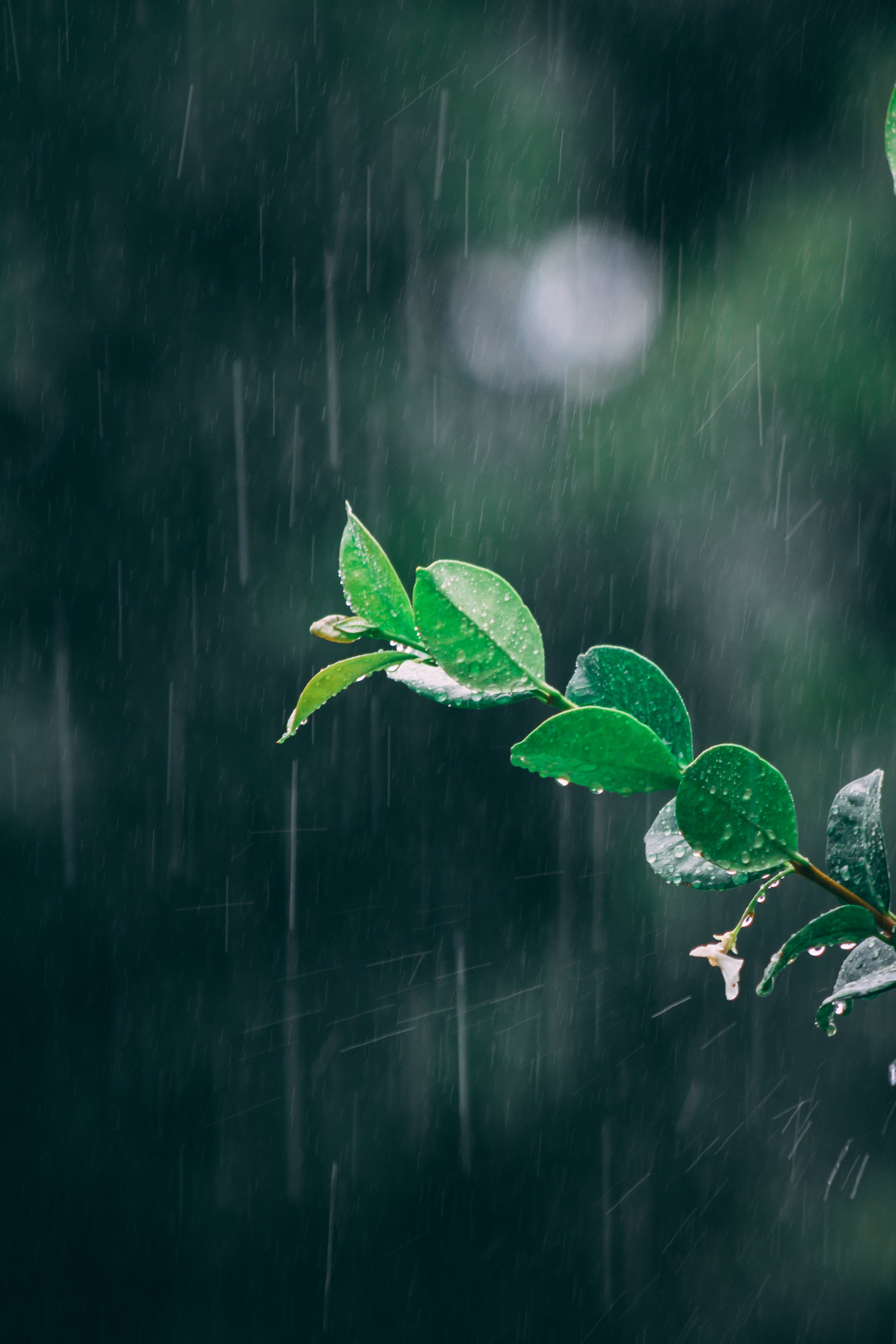 3460x5190 Download Rain wallpaper for mobile phone, free Rain HD picture, Phone