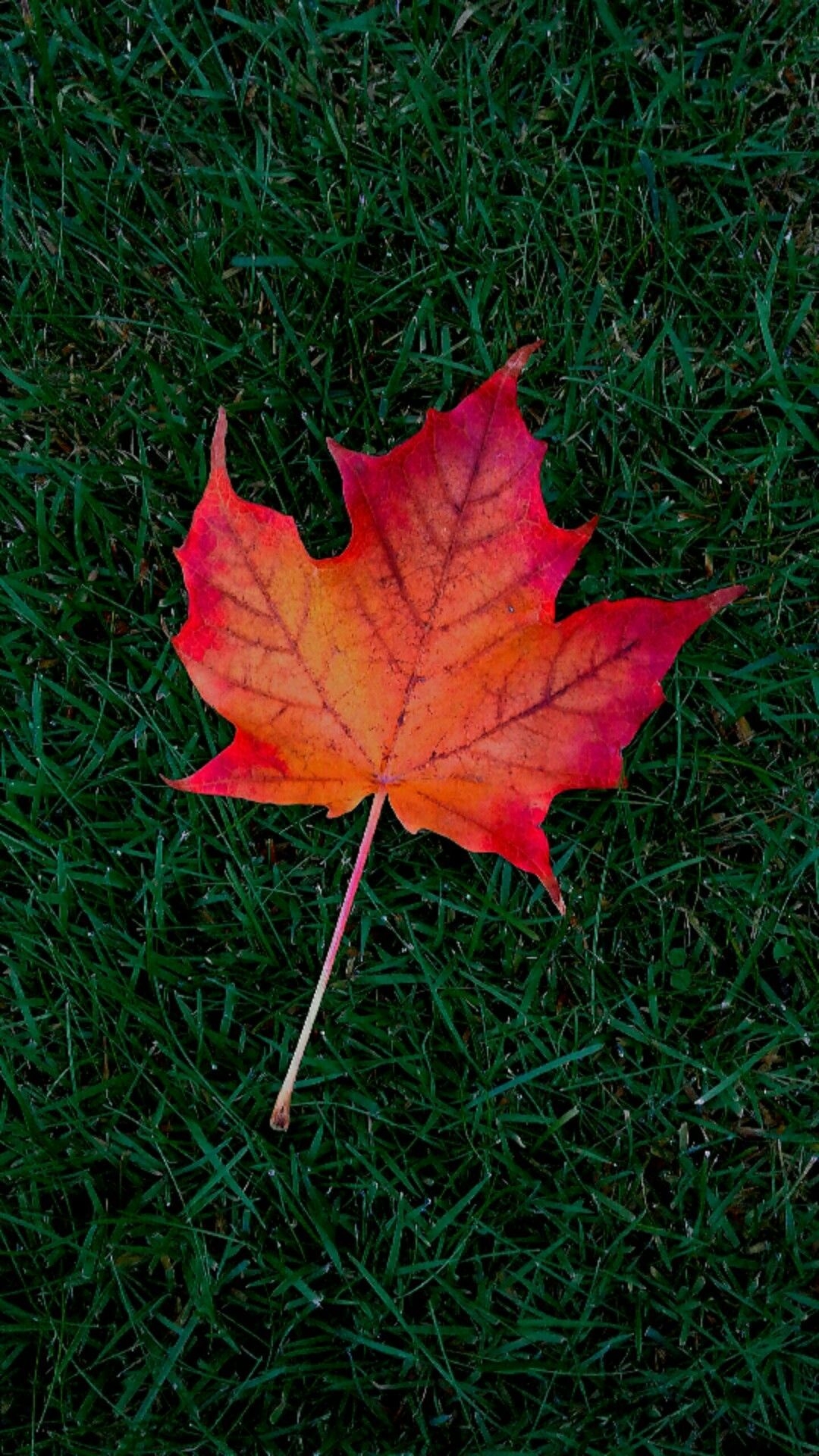 1080x1920 Maple leaf cellphone wallpaper lock.com, Phone