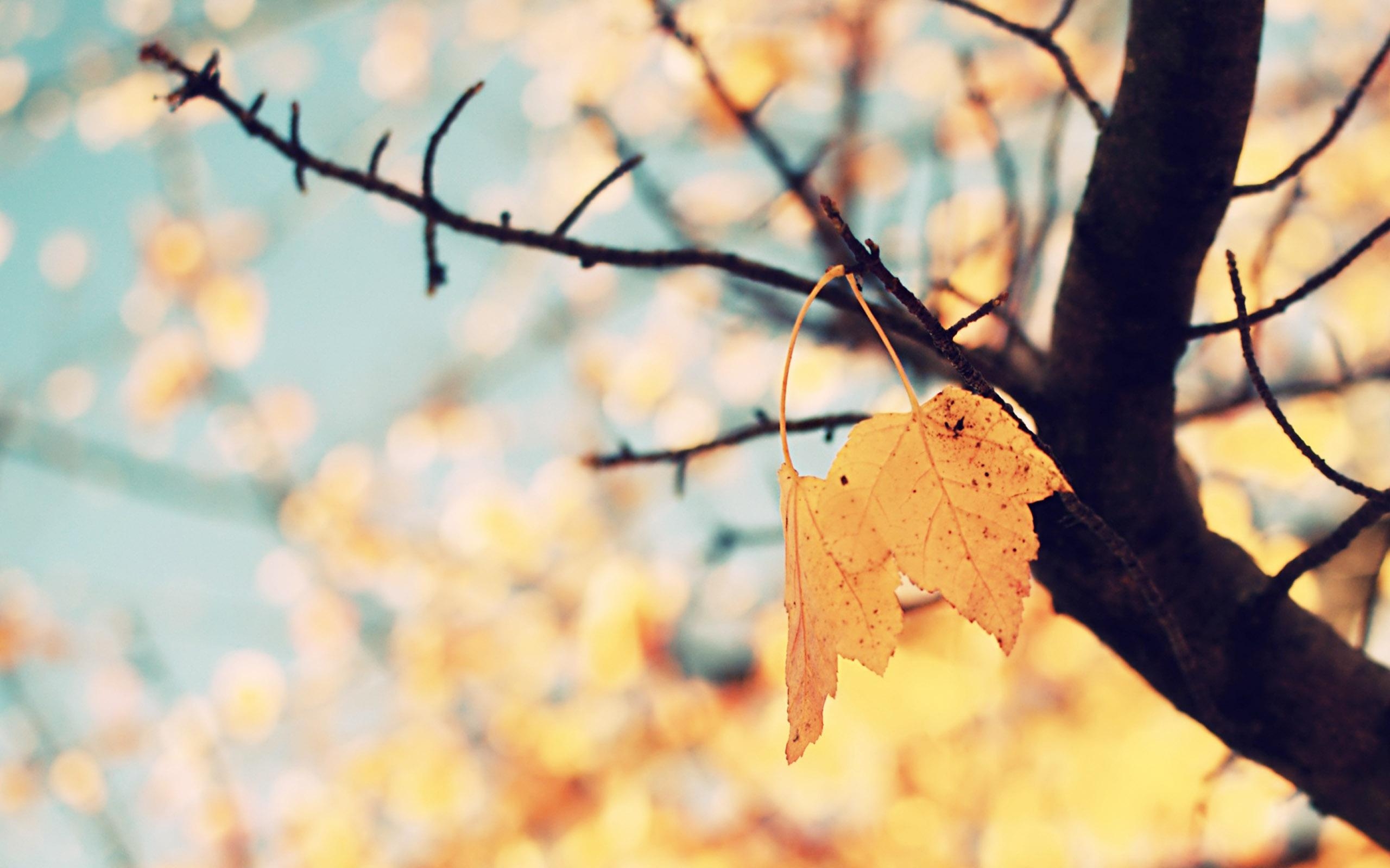 2560x1600 Autumn Wallpaper, Desktop