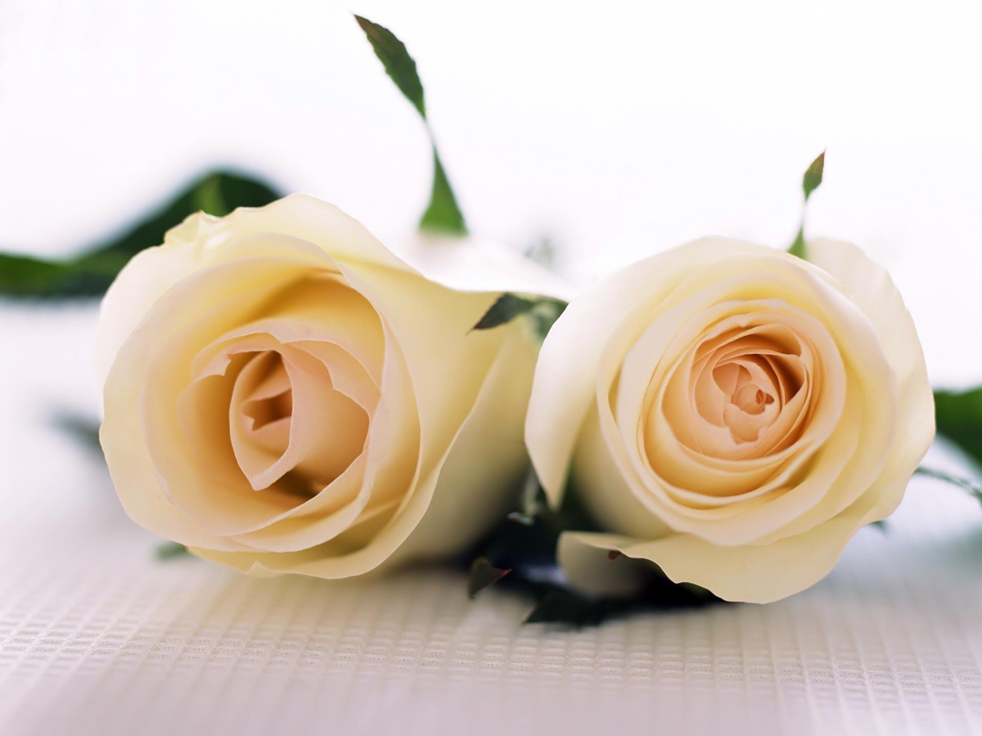 1920x1440 White Roses Wallpaper, Desktop