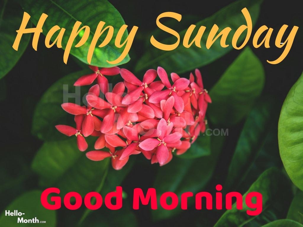 1030x770 Happy Sunday Good Morning Wishes, Quotes Image, Pics, HD, Desktop