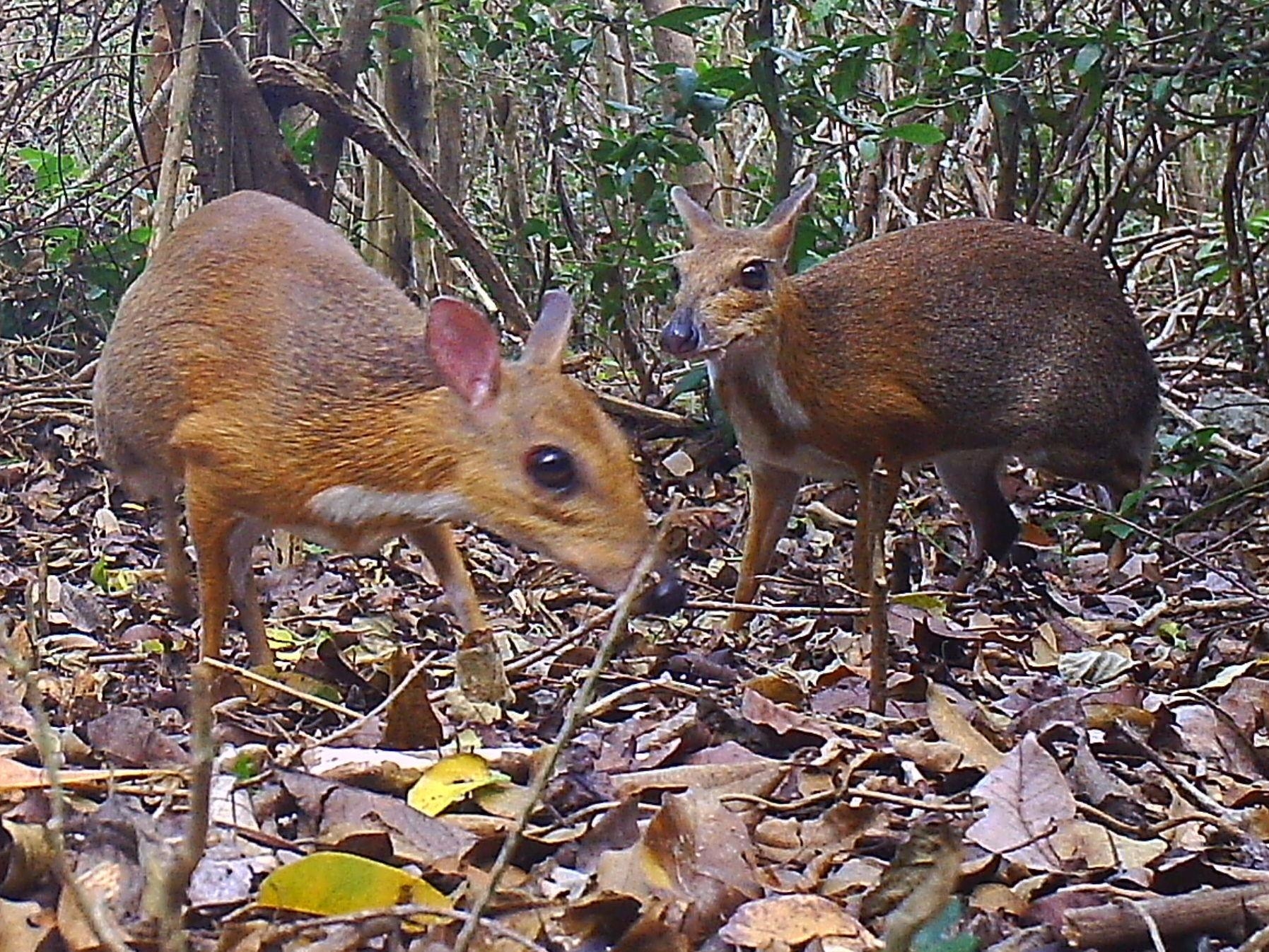 1800x1350 Silver Backed Chevrotain, With Fangs And Hooves, Desktop