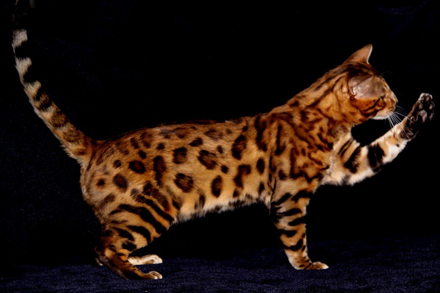 1500x1000 Bengal Cat Desktop Wallpaper, Desktop