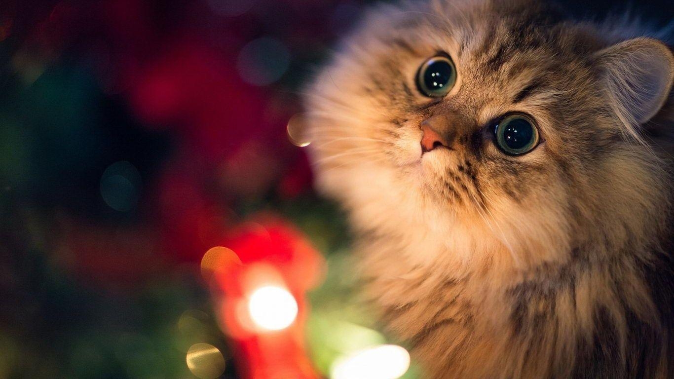 1370x770 Cute Laptop Wallpaper, Desktop