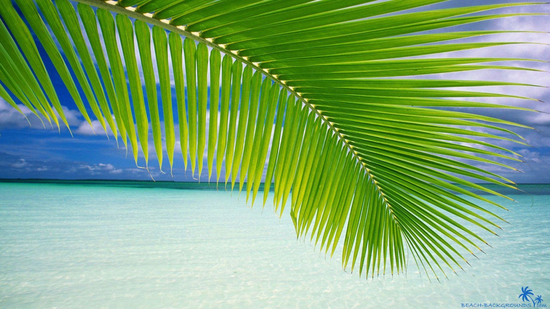 1920x1080 Beach palm green leaf, Desktop