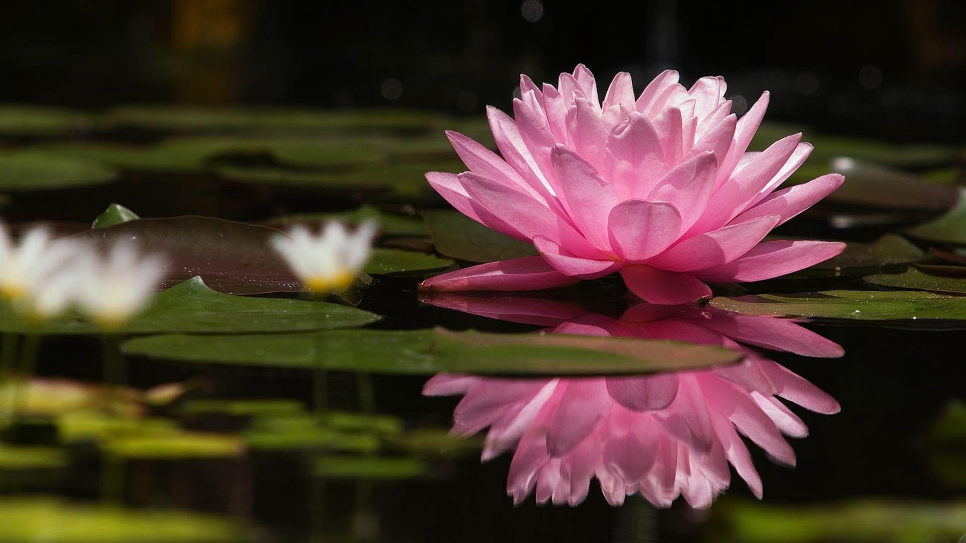 1920x1080 Beautifull Lotus Flower #Wallpaper, Desktop