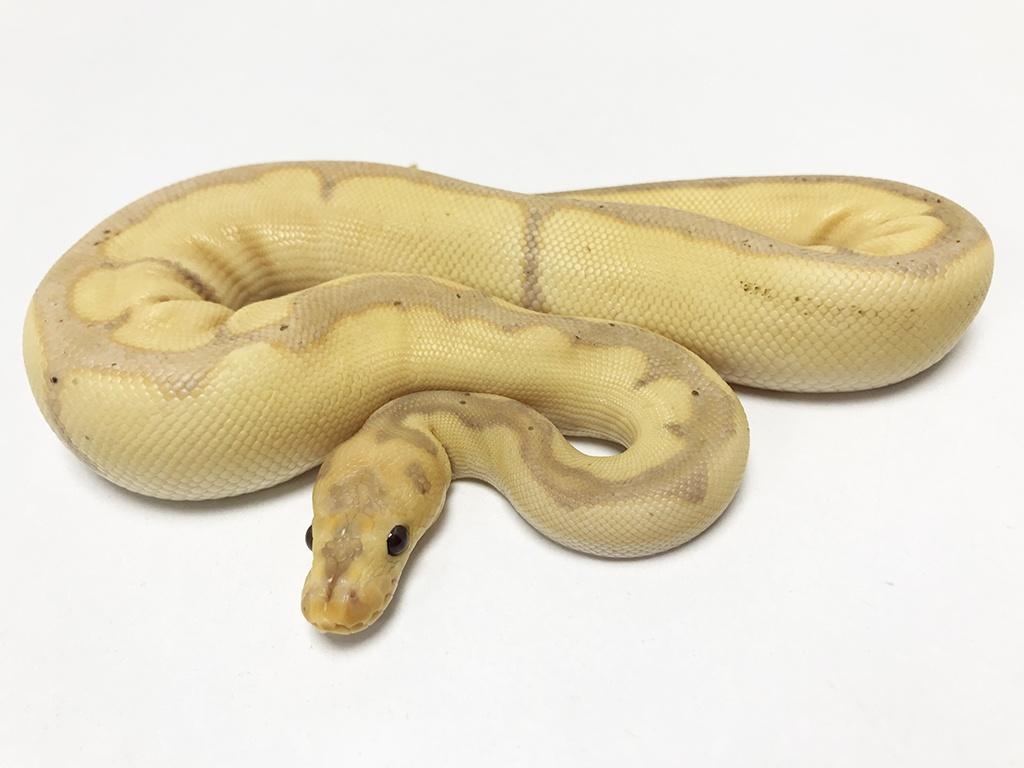 1030x770 Banana Blade Clown CB18 Ball Python, Desktop