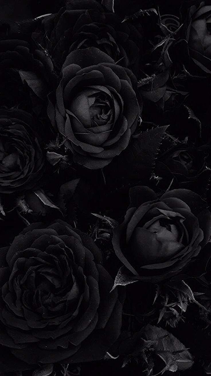 740x1310 black roses #wallpaper #lockscreen#black #lockscreen #roses #wallpaper#black #bla.#black #lockscreen. Black roses wallpaper, Cool black wallpaper, Rose wallpaper, Phone