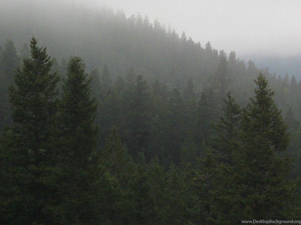 1030x770 Foggy Forest Wallpaper. Desktop Background, Desktop