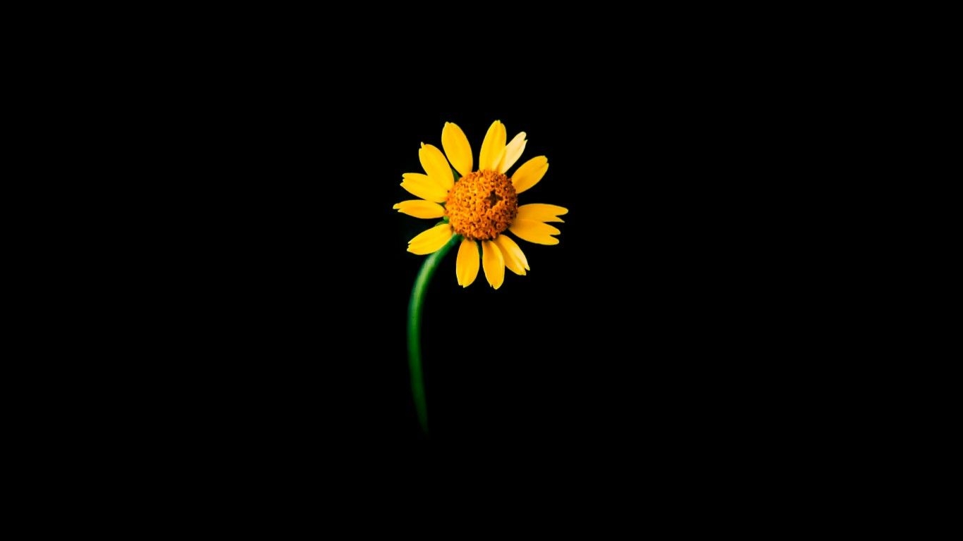 1370x770 Sunflower 4K Wallpaper, Lonely, Black background, 5K, Flowers, Desktop