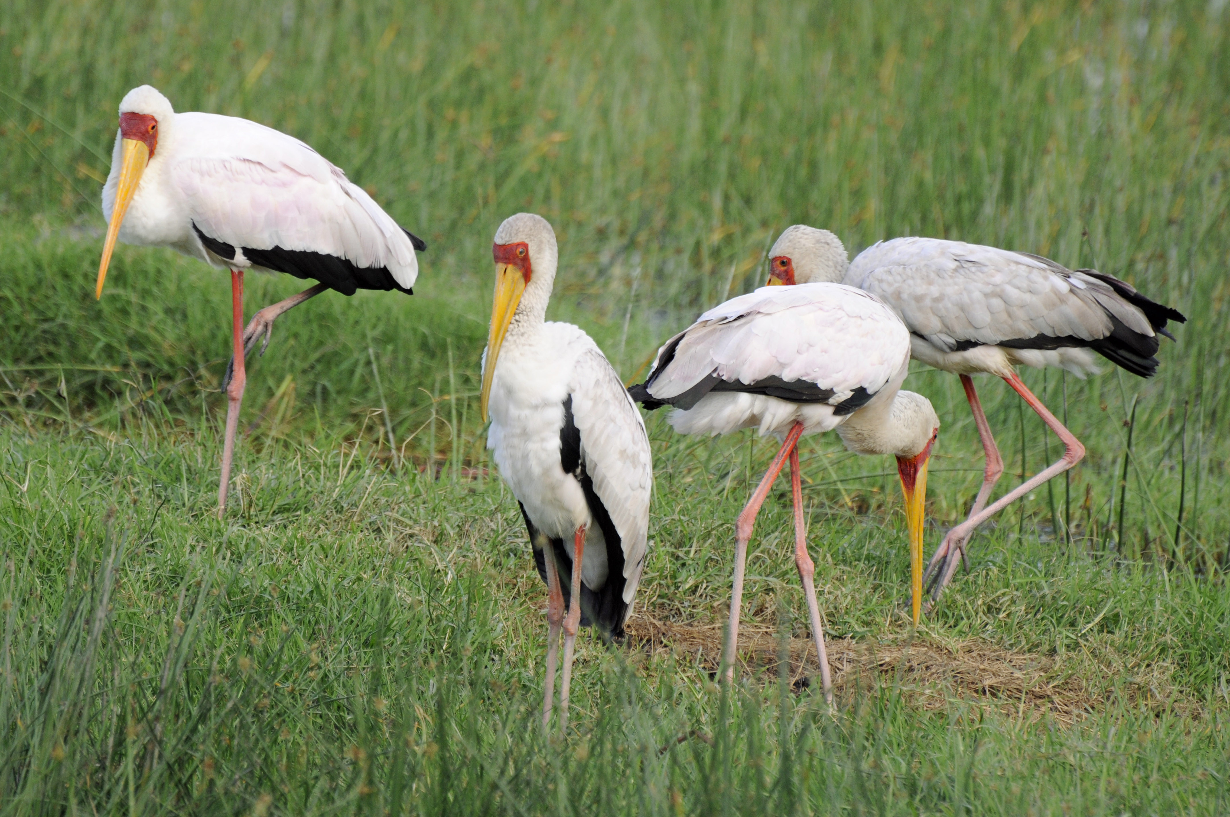 4290x2850 Yellow Billed Stork, Lake Nakuru National Park, Kenya 4k Ultra HD, Desktop