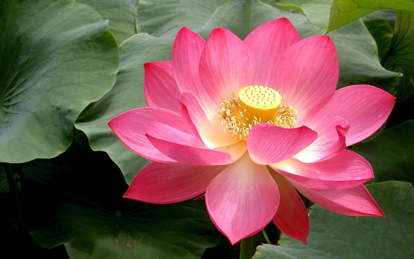 1440x900 Lotus Flower HD Wallpaper Wallpaper Inn, Desktop