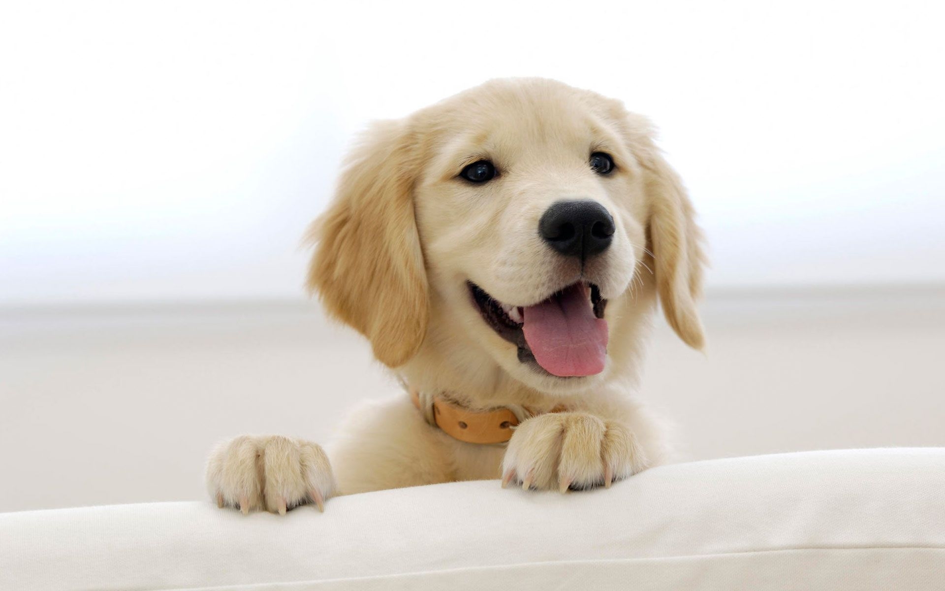 1920x1200 Free download Golden Retriever Puppy Wallpaper HD Wallpaper, Desktop