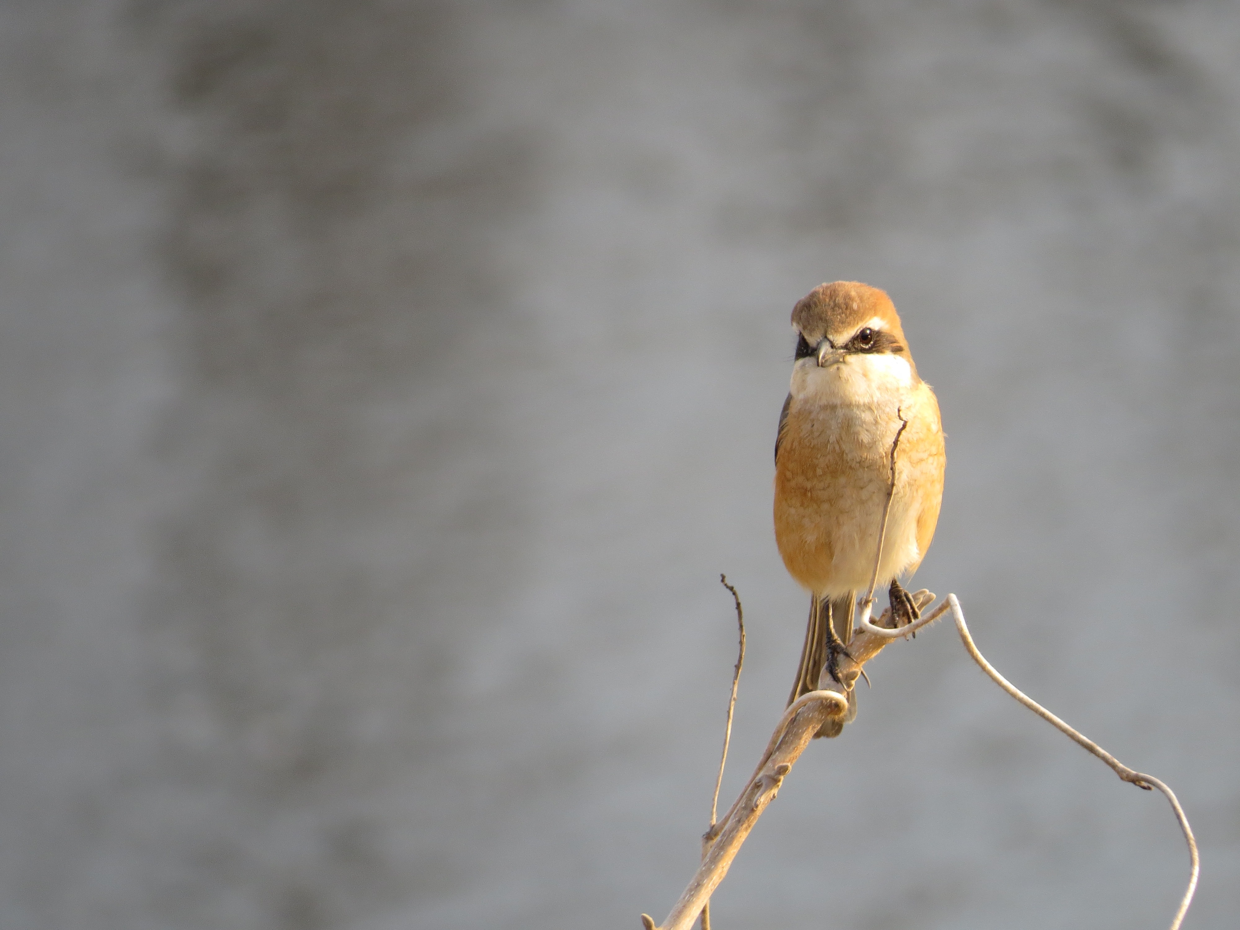 4000x3000 Shrike Picture. Download Free Image, Desktop