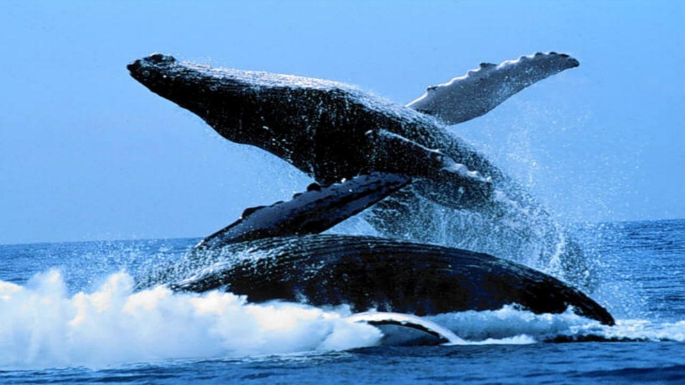 1370x770 HD Whale Wallpaper. HD Wallpaper Web, Desktop