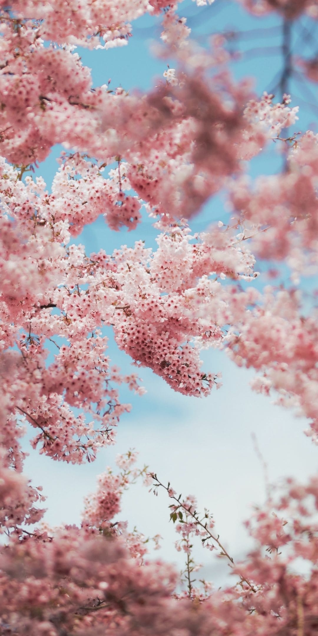 1080x2160 Cherry Blossoms iPhone Wallpaper Cherry Blossoms iPhone Wallpaper, Phone