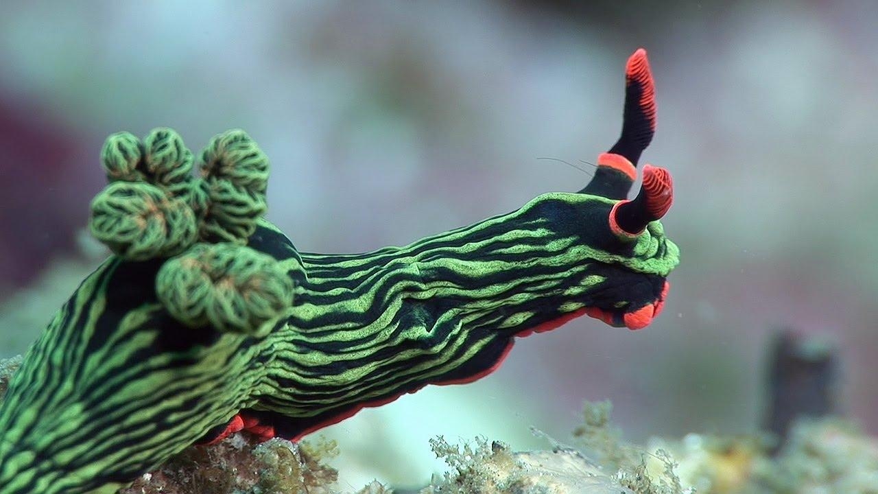 1280x720 Most viewed Sea Slug wallpaperK Wallpaper, Desktop