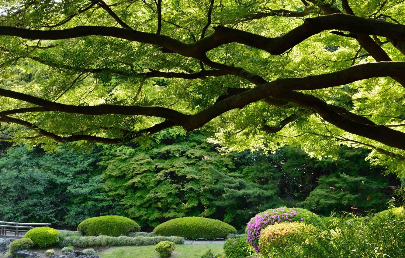 1340x850 Wallpaper trees, Park, Japan, Tokyo, Tokyo, Japan, Imperial Shinjuku, Desktop