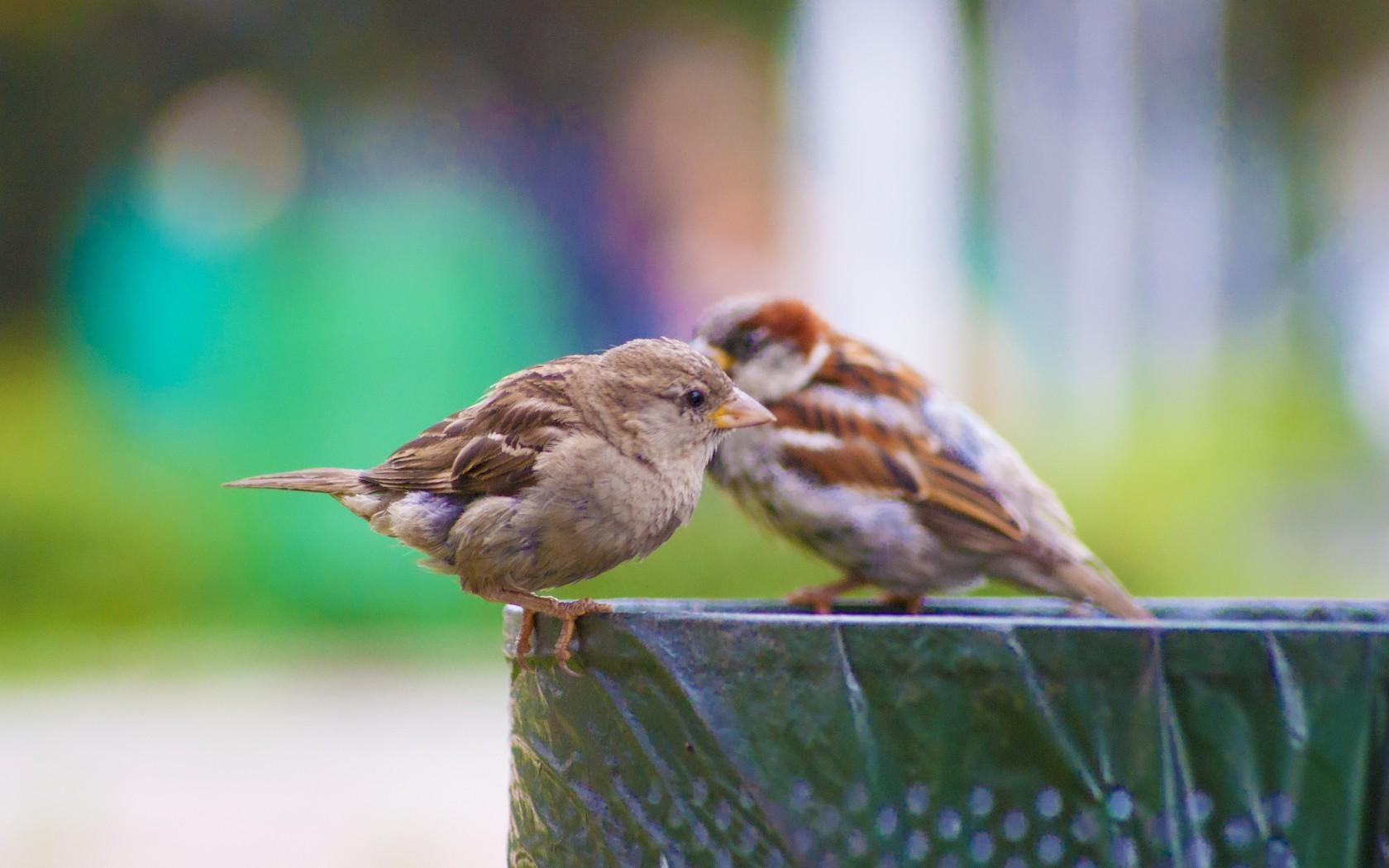 1680x1050 Sparrow Wallpaper and Background Imagex1050, Desktop