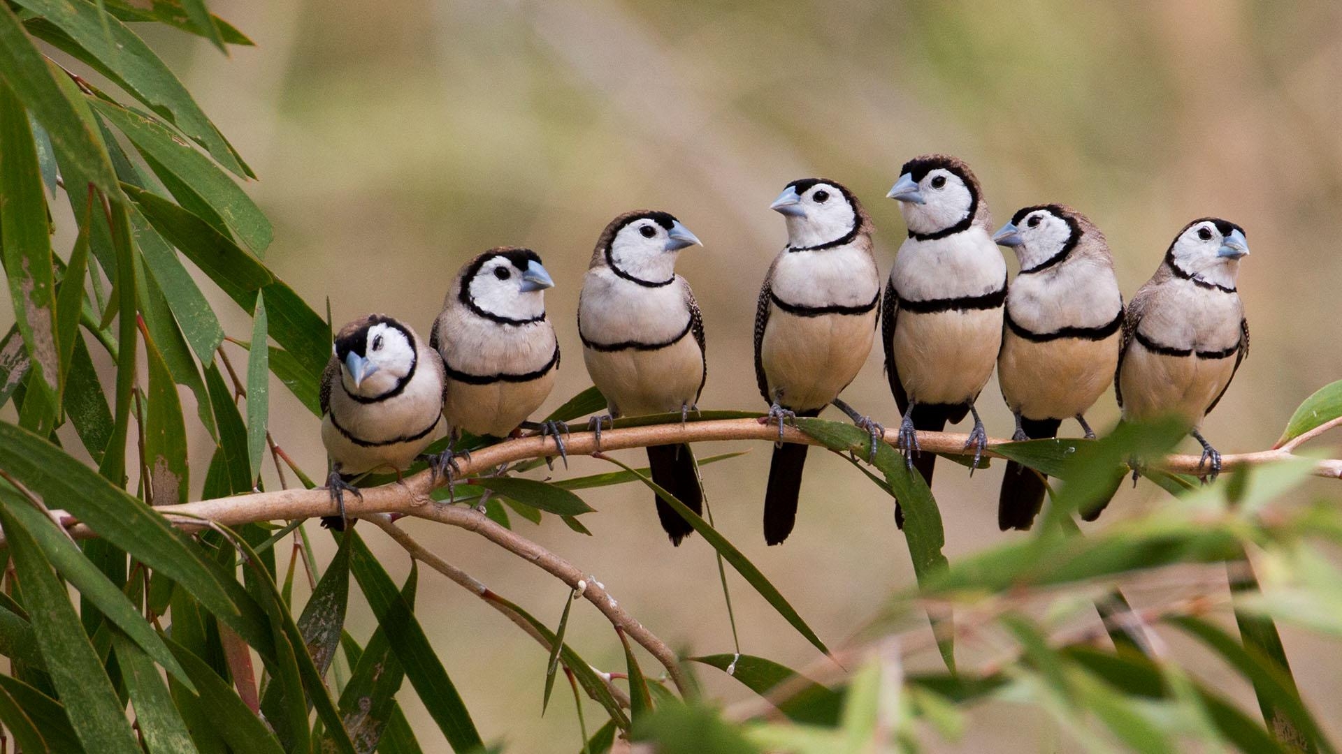 1920x1080 Barred Finches, Desktop