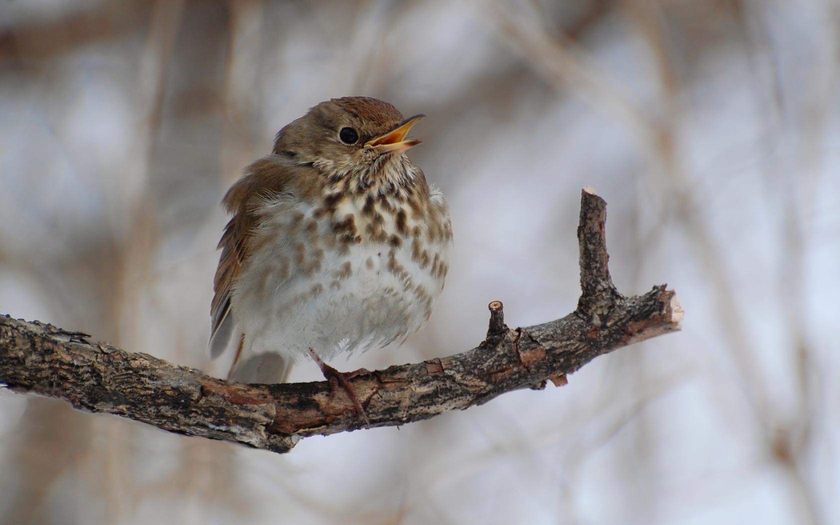 1680x1050 Thrush Wallpaper. Thrush Wallpaper, Desktop