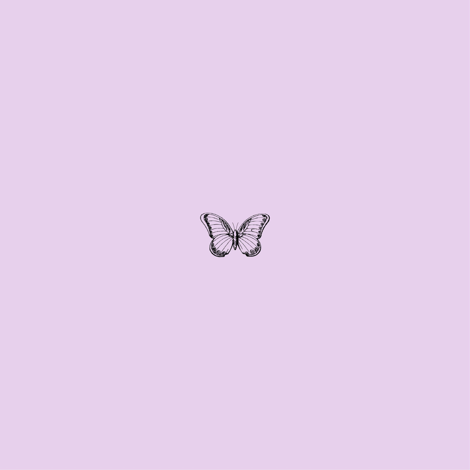 1920x1920 Download Small Purple Butterfly Phone, Phone