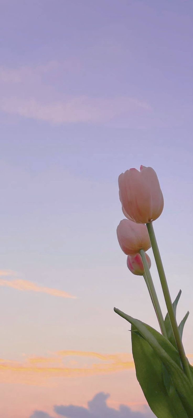 740x1600 Tulip. Floral wallpaper phone, Wallpaper nature flowers, Flower aesthetic, Phone