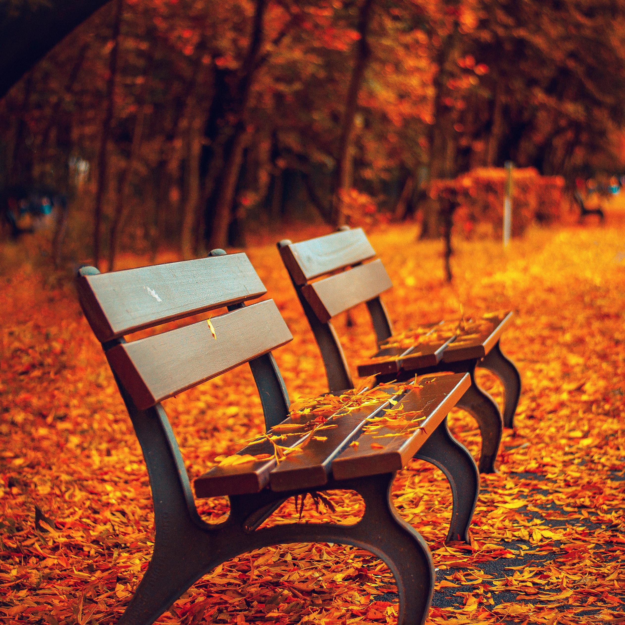 2530x2530 Colorful Fall wallpaper of the week, Phone