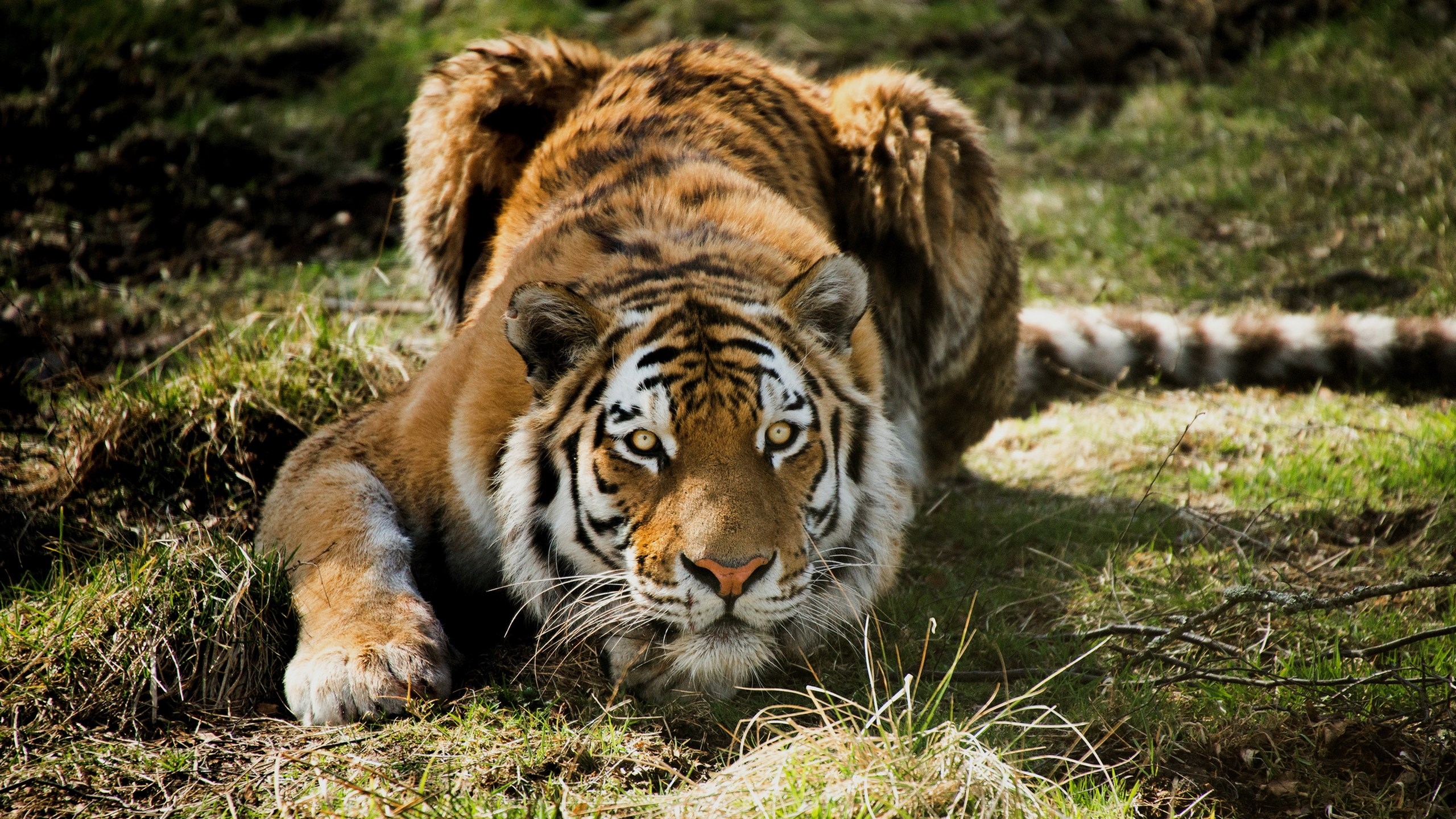 2560x1440 hunting tiger wallpaper picture. Tiger wallpaper 4k, tiger, Desktop