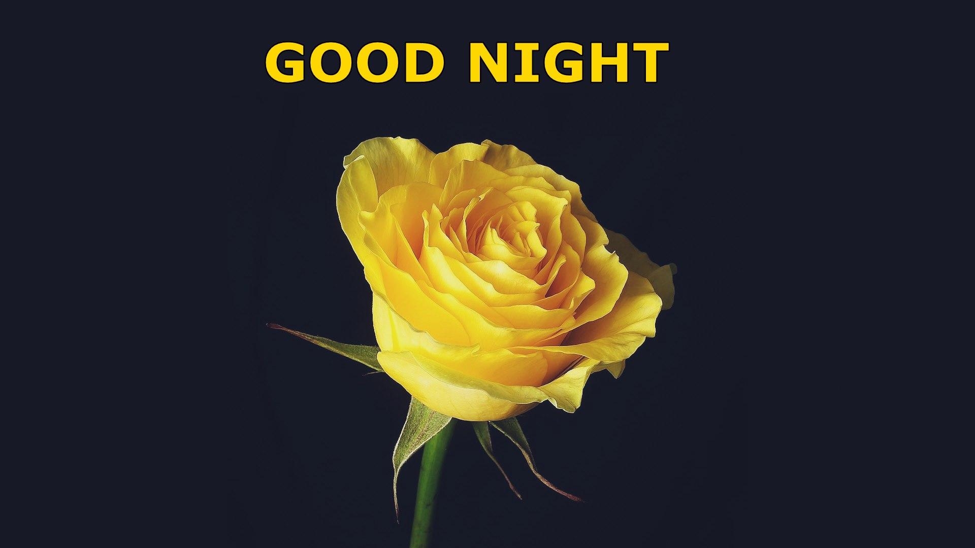 1920x1080 Good Night Yellow Rose HD Wallpaper, Desktop